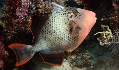 Raja Ampat 2016 - Pseudobalistes flavimarginatus - Yellowmargin triggerfish - Baliste geant ou ponctue - IMG_4468_rc